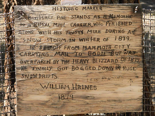 William Haines